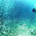 Moalboal Snorkeling, Kawasan Canyoneering with Zipline and Lunch - Assessing the Value