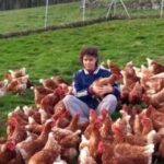 Moca: Farm Tour with Animal Feeding and Egg Collecting - How the Experience Is Structured