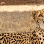 Monarto Safari Park: Cheetah Experience - Is This Experience Worth It?