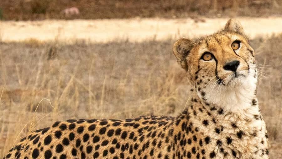 Monarto Safari Park: Cheetah Experience - Is This Experience Worth It?