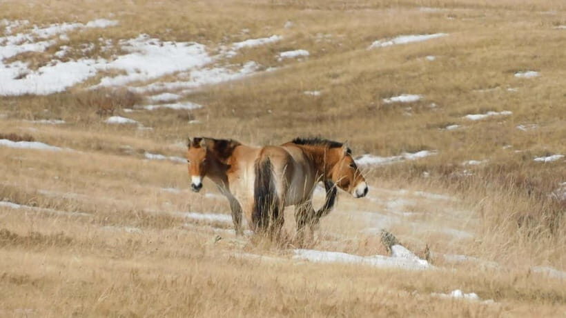 Mongolia: Hustai National Park - Exploring Hustai National Park in Detail