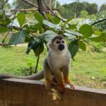 Monkey Encounter and Zip Line Tour from Amber Cove and Taino Bay - The Sum Up