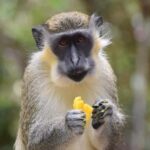 Monkey Feeding & Historic Sugar Plantation & Rum Distillery - Final Thoughts
