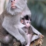 Monkey River, Ubud Market, Waterfall and Art Village - Practical Details and Tips