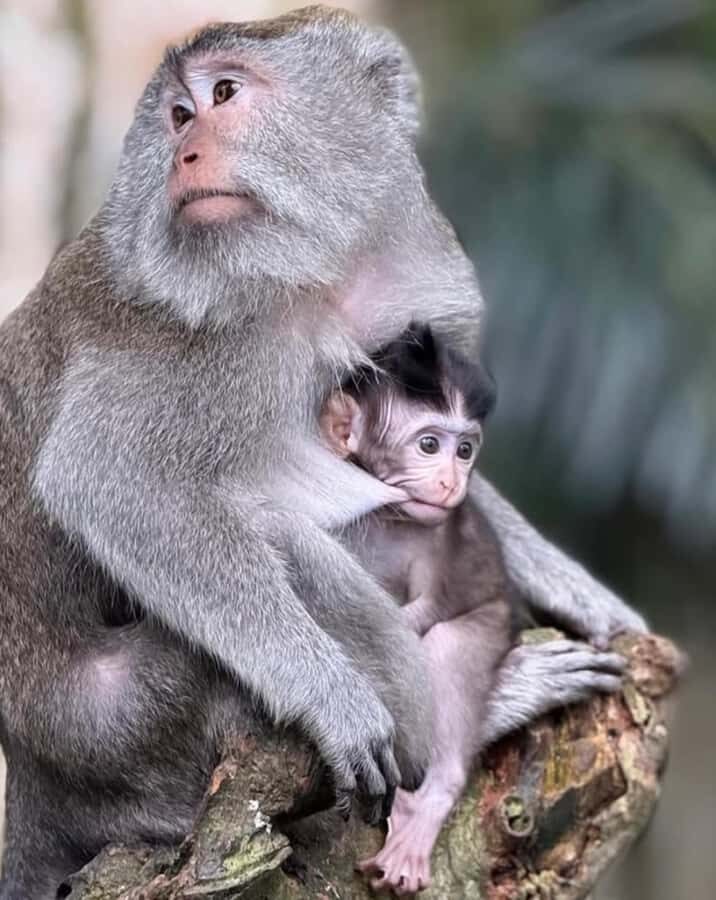 Monkey River, Ubud Market, Waterfall and Art Village - Practical Details and Tips