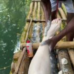 Montego Bay: Bamboo Raft Cruise on the Great River - Floating Shops and Local Flavors