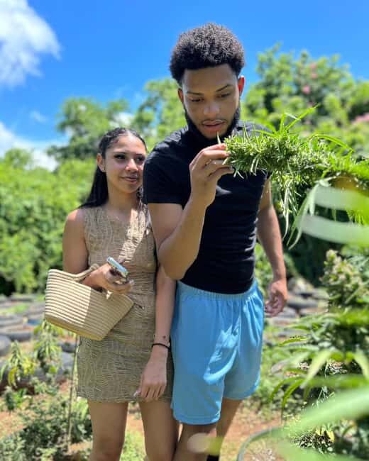 Montego Bay: Cannabis Farm, Bamboo Rafting, & Foot Massage - Who Should Consider This Tour?