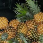 Montego Bay City and Food Tour All Inclusive Experience - The Itinerary in Detail