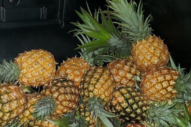 Montego Bay City and Food Tour All Inclusive Experience - The Itinerary in Detail