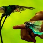 Montego Bay: Private Rocklands Bird Sanctuary Trip - Practical Tips and Additional Details