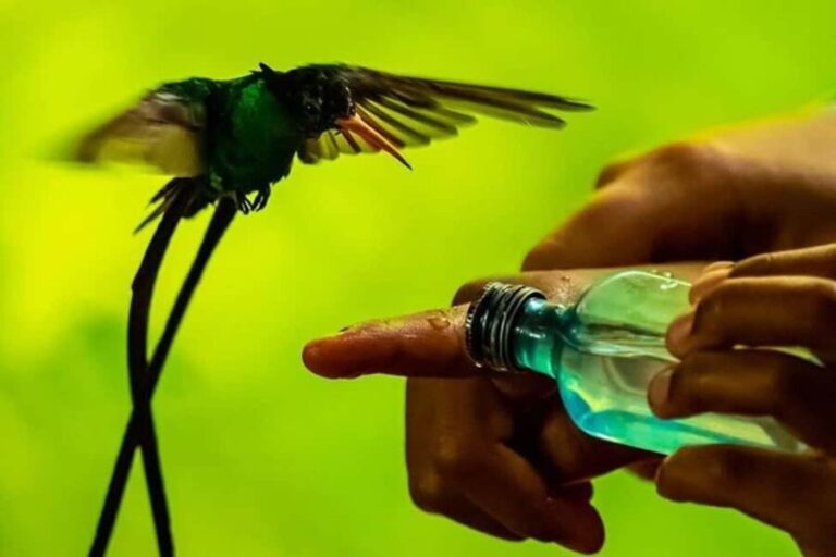 Montego Bay: Private Rocklands Bird Sanctuary Trip - Practical Tips and Additional Details