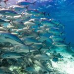 Mooloolaba: Turtle Snorkel & Swim at Mudjimba Island - A Closer Look at the Experience