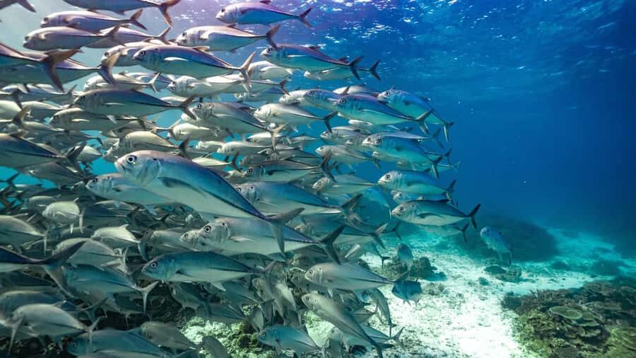 Mooloolaba: Turtle Snorkel & Swim at Mudjimba Island - A Closer Look at the Experience