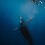 Moorea 4H Shared Boat Tour Whale Swimming and Snorkeling - The Itinerary in Detail