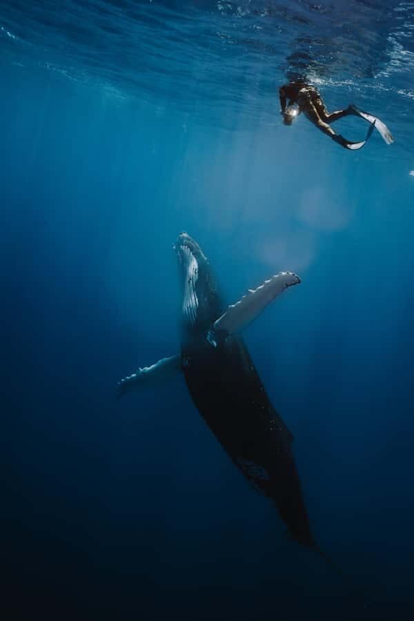 Moorea 4H Shared Boat Tour Whale Swimming and Snorkeling - The Itinerary in Detail