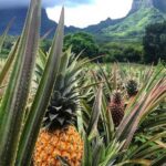 Moorea Cruise Ships 4x4, Belvedere Magic mount PRIVATE Tours - Why Choose the Moorea 4x4 Private Tour?