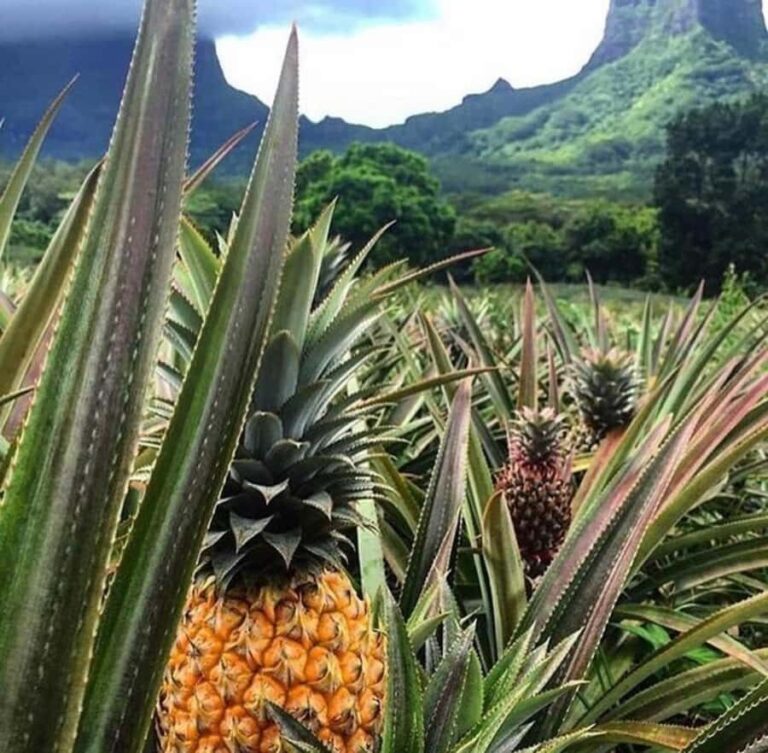 Moorea Cruise Ships 4x4, Belvedere Magic mount PRIVATE Tours - Why Choose the Moorea 4x4 Private Tour?