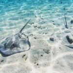 Mo'orea Half Day Private Tour with Snorkeling and Cruising the Lagoon - What Makes this Tour Stand Out?