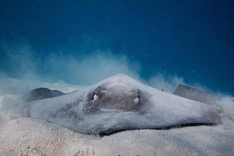 Moorea: Hauru Lagoon 3-hour Guided Kayak Tour with Snack - Who Will Love This Experience?