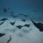 Moorea: Lagoon and Reef Snorkeling Tour with Drinks - Who Should Consider This Tour?