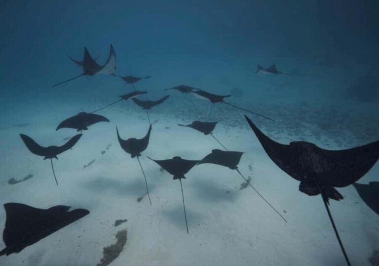 Moorea: Lagoon and Reef Snorkeling Tour with Drinks - Who Should Consider This Tour?