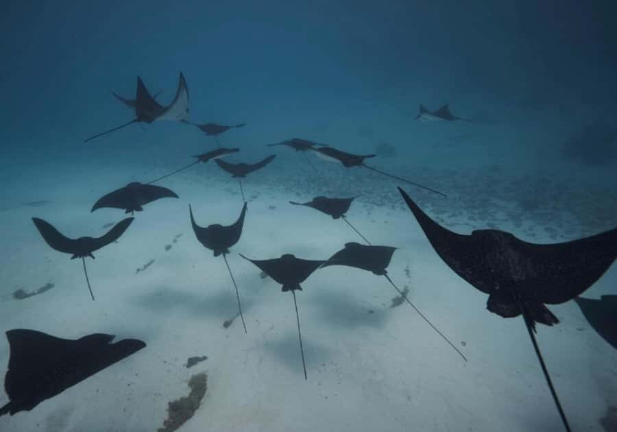 Moorea: Lagoon and Reef Snorkeling Tour with Drinks - Who Should Consider This Tour?