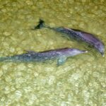 Moreton Island: Tangalooma ATV Quad Bike and Helicopter Tour - What Makes This Tour Stand Out?