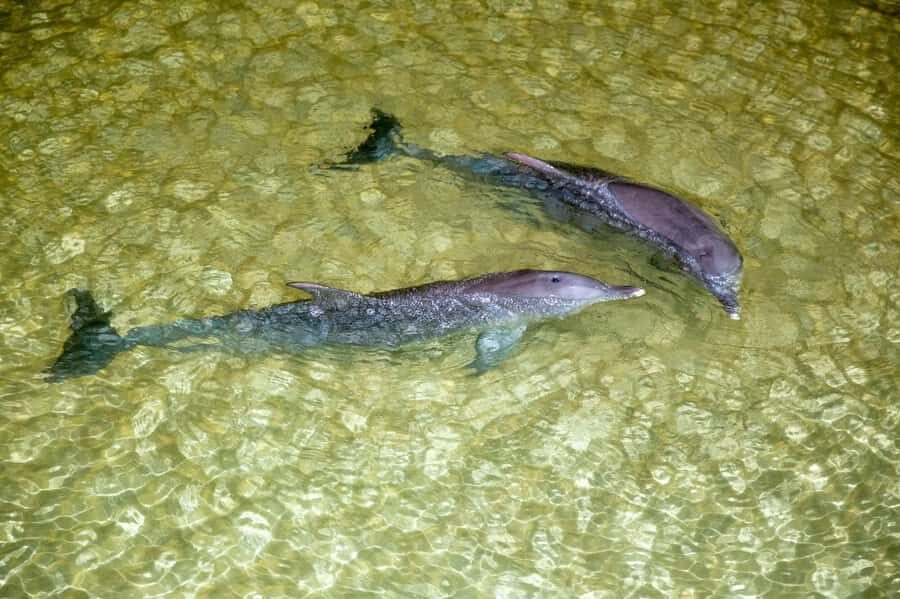 Moreton Island: Tangalooma ATV Quad Bike and Helicopter Tour - What Makes This Tour Stand Out?