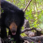 Morning Half-Day 7Hrs Safari Yala National Park - Practical Aspects and Value