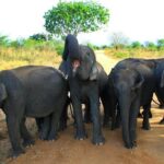 Morning Private Safari at Udawalawa National Park by Yala La Safari Tours - What to Expect During the Tour