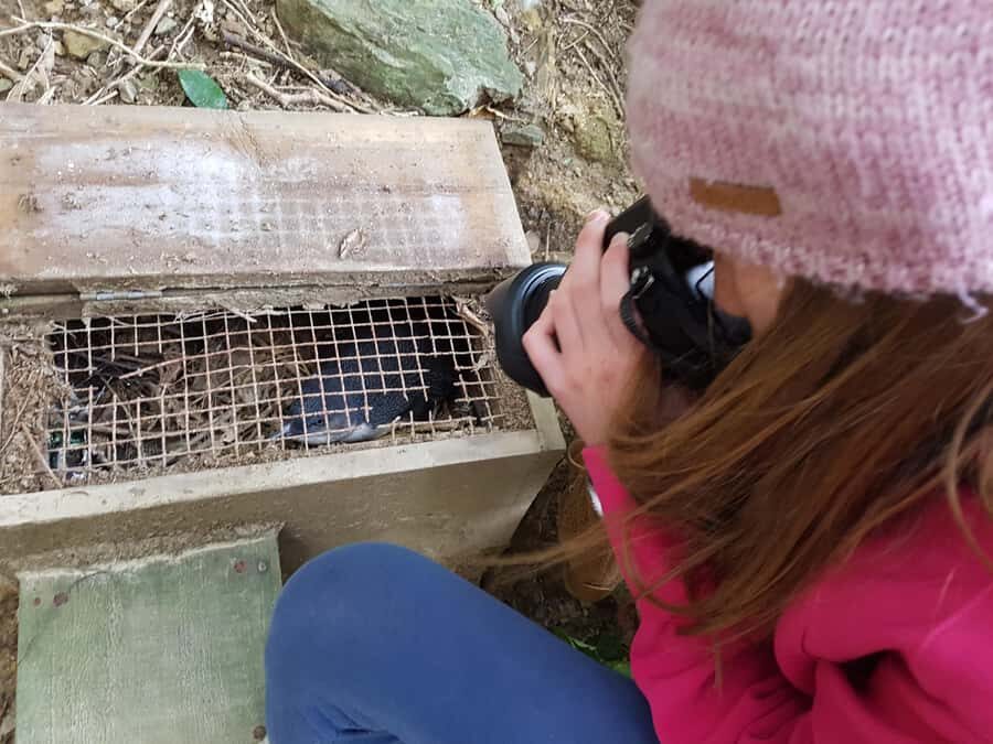 Motuara Island Sanctuary: Wildlife & Dolphin Watching Tour - Who Will Love This Tour?