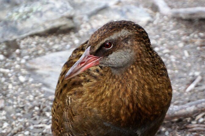 Mou Waho Island Cruise & Self-Guided Nature Walk - What to Expect from the Mou Waho Island Cruise