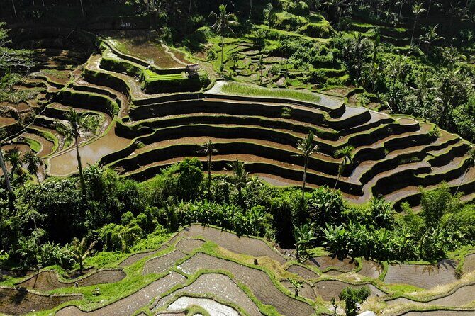 Mount Batur Jeep Sunrise Day Tour and Rice Terrace Waterfall - The Sum Up: Who Is This Tour Perfect For?