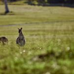 Mount Cotton: Sirromet Winery Tour with Tasting and Lunch - Is It Worth the Price?