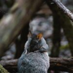 Mount Field And The Derwent Tasting Trail - Who Will Love This Tour?