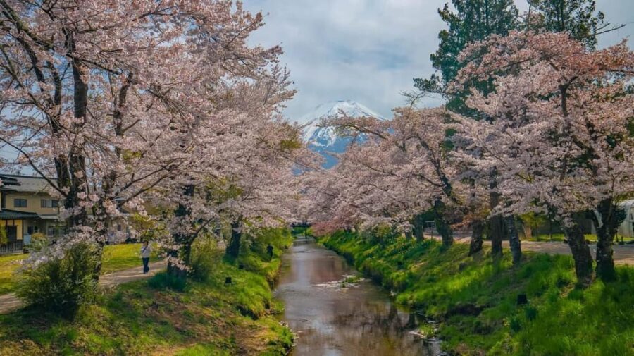 Mount Fuji Private Tour With English Speaking Driver/Guide - Who Is This Tour Best For?