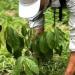 Mount Merapi Soft Trekking With Forest Conservation Tour - Evaluating the Value and Practical Aspects