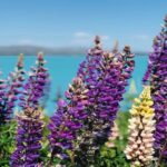 Mt Cook to Christchurch One-Way Small Group Tour via Lake Tekapo - Why This Tour Is Worth Considering