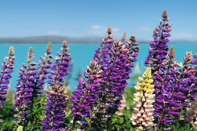 Mt Cook to Christchurch One-Way Small Group Tour via Lake Tekapo - Why This Tour Is Worth Considering