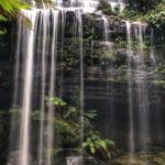 Mt Field National Park and Russell Falls with Bonorong Wildlife - Transportation and Duration