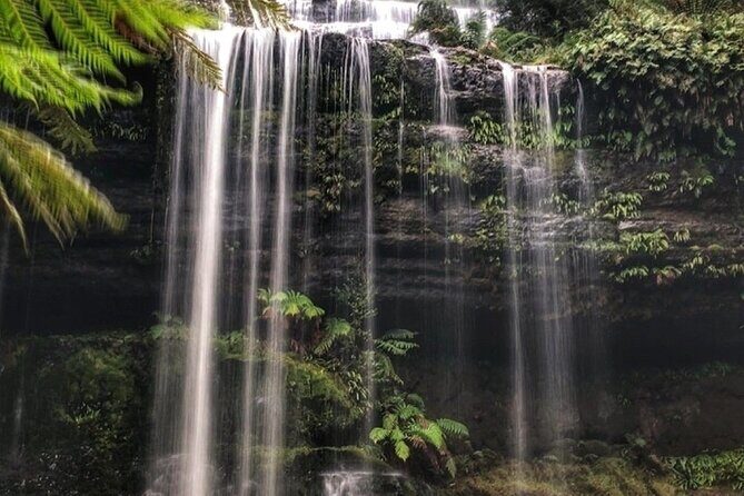 Mt Field National Park and Russell Falls with Bonorong Wildlife - Transportation and Duration