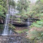 Mt Field Shore Excursion - An In-Depth Look at the Mt Field Shore Excursion