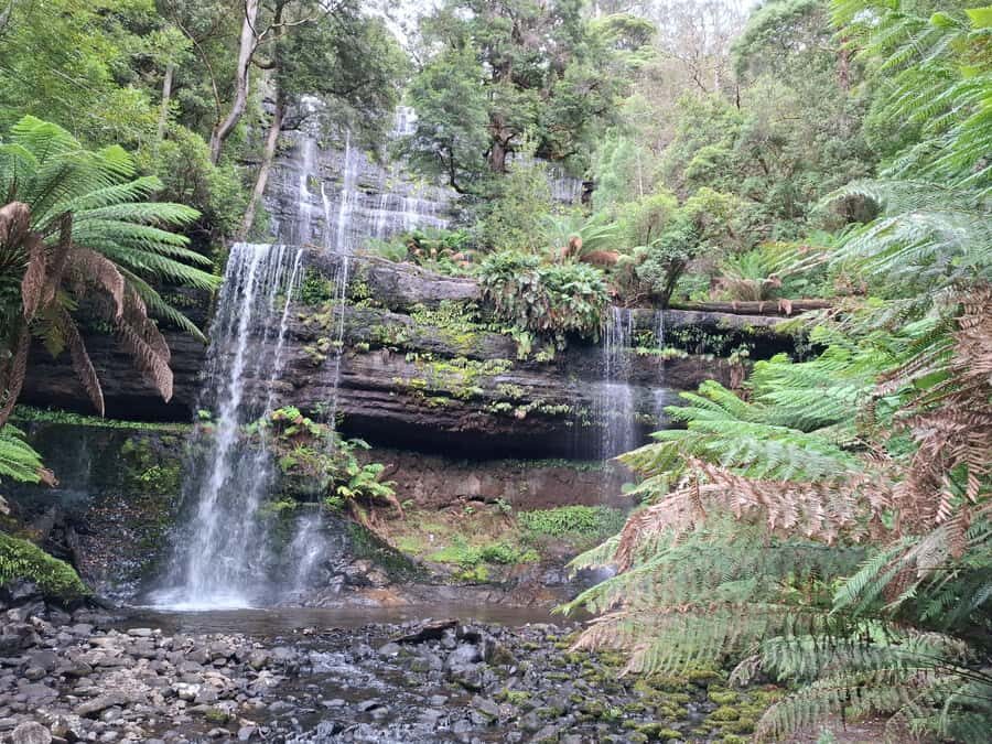 Mt Field Shore Excursion - An In-Depth Look at the Mt Field Shore Excursion