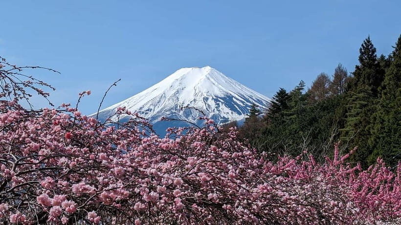 Mt. Fuji: 1-Day Private Tour from Tokyo with Certified Guide - Who Is This Tour Best For?  