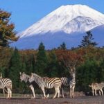 Mt Fuji : 10 hours Private Tour in Luxury Private Car - A Closer Look at the Experience