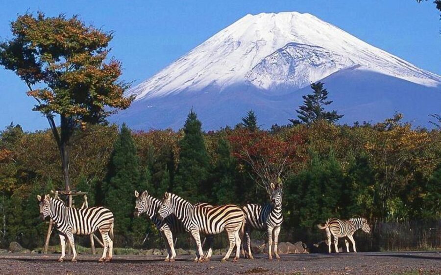 Mt Fuji : 10 hours Private Tour in Luxury Private Car - A Closer Look at the Experience