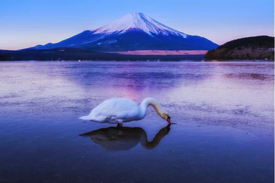 Mt. Fuji 6 Iconic Photo Spots Day Tour from Tokyo - An In-Depth Look at the Tour Itinerary and Its Appeal