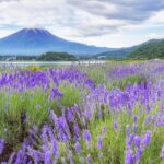 Mt. Fuji Oshino Hakkai and Gotemba Outlets Tour - Detailed Breakdown of the Itinerary