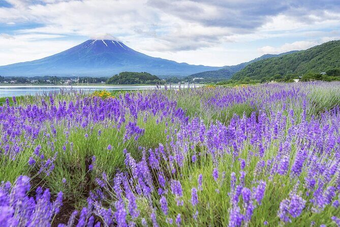 Mt. Fuji Oshino Hakkai and Gotemba Outlets Tour - Detailed Breakdown of the Itinerary