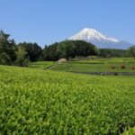 Mt. Fuji Sake and Tea Fields Tour by Private Car - Who Should Consider This Tour?